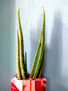Aloevera Plant