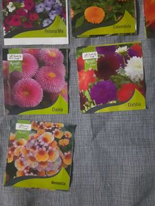 Flowers Seed