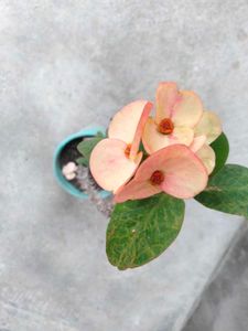 Beautiful Crown of Thorns Plants(4 variety)