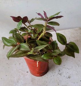 Tradescantia zebrina Plant 🌵&amp; Pot