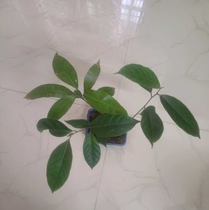Combo Of Jack Fruit and Mango Saplings For Sale