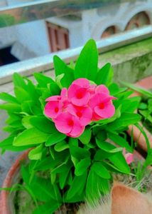 Euphorbia Milli Or Crown Of Thorns Live Plant