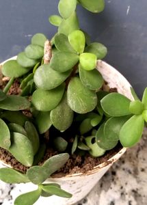 Live jade plant with pot