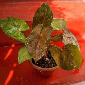 arrowhead Vine Plant🌵&amp; Pot