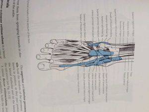 General Anatomy, Upper and Lower Limbs