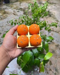 Soyewax premium Laddu candle