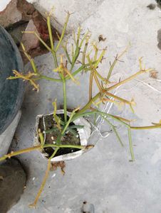 8 Plant Combo
