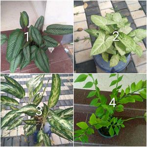you can select 12 Live root plants