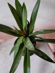Tradescantia spathacea Plants🌵&amp; Pot