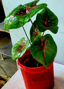 Caladiums plants 🪴&amp; Pot