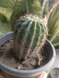 Expensive Cactus Plant