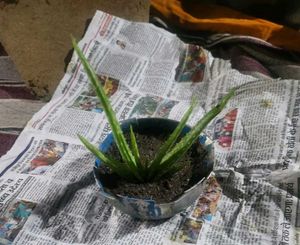 Aloe Vera Plant
