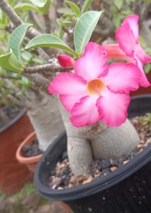 Adenium Arabicum Live Plant (Gc)