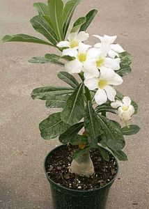 Freshly Harvested White Adenium Seeds