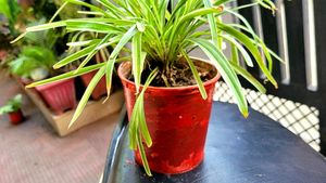 Chlorophytum laxum.🌱plants