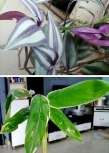 never-never & Zebrina plant 🌱,Pack 2