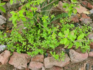 plants