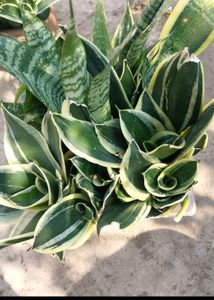 Whole1 Year Old Mature Dwarf Snake Plant