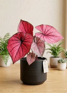 Stunning Pink Caladium Plant in Black Pot