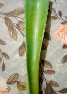 Fresh Aloe Vera Leaf for Skincare