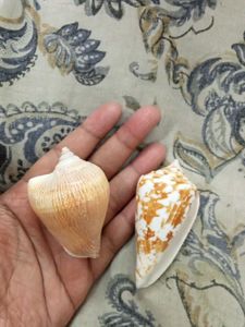 amadis shell and laevistrombus canarium