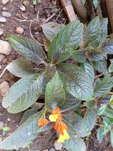 Chrysothemis pulchella Plant