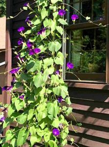 Vibrant Morning Glory Vine (SEEDS ONLY)