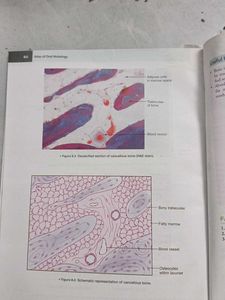Atlas of Oral Histology