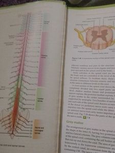 Ross &amp; Wilson Anatomy and Physiology Textbook