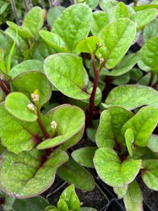 Red Malabar Sapnich Plant