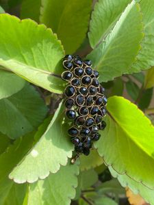 Elegant Black Beaded Bracelet