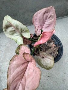 Indoor plants combo