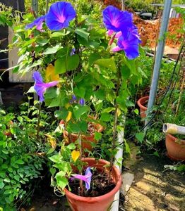Vibrant Morning Glory Vine (SEEDS ONLY)