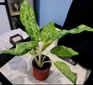 Aglaonema Pearl  Plant 🌵&amp; Pot