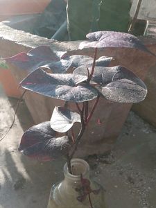 Violet Climbers (Plant Only )
