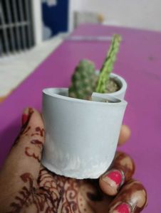 Cute Mini Cactus Pots Set