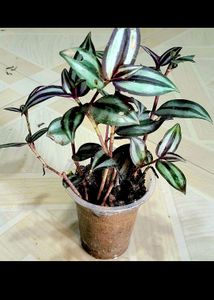Combo zebrina Plant 🌱&amp;1pot