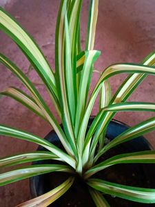 Thai Caladium And Mix Varieties Of Plants