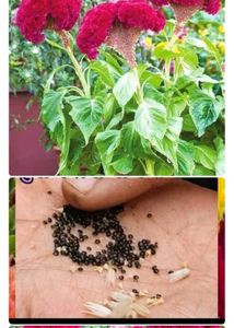 4 Plant 1 Seed