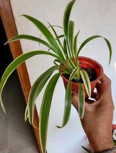 3 Set Pandanus veitchii &amp; Never.. &amp;Purple Heart pl