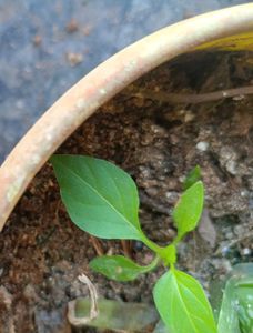 10 Chilli Plant Saplings,