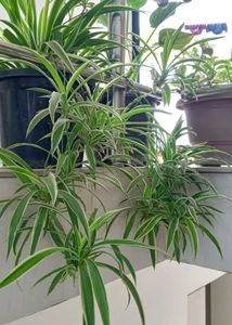 Multi Live Plants