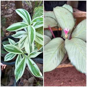 20 Live Root Plants