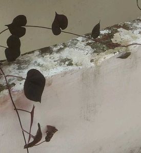 Violet Climbers (Plant Only )