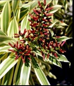 Pack 2 🌱.Pandanus veitchii &amp; Moses Plants 🌿&amp; Pot