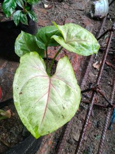 varigated habiscus(red flower) ,philo and snygo