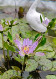 water lily for sale