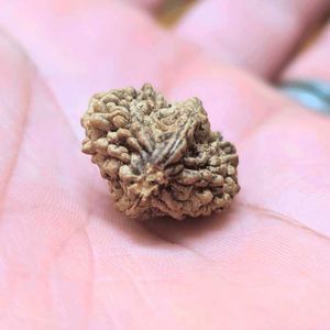 दो मुखी रुद्राक्ष | प्राकृतिक एवं ओरिजिनल