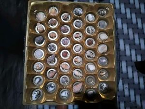 Assorted Seashell Collection