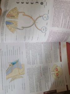 BD Chaurasia Anatomy textbooks volumes 1 2 3 4